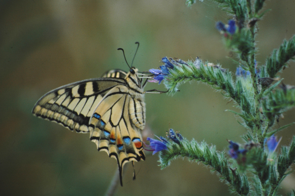 Machaon (Papilio machaon) butinant une Vip&eacute;rine &copy; Nicolas Macaire / LPO